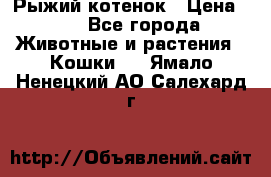 Рыжий котенок › Цена ­ 1 - Все города Животные и растения » Кошки   . Ямало-Ненецкий АО,Салехард г.